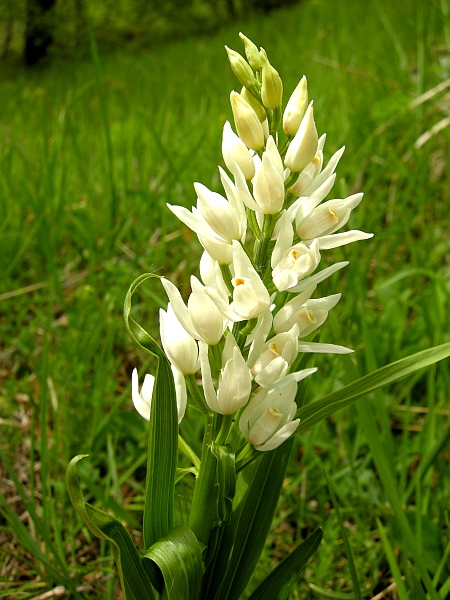 cephalanthera longifolia